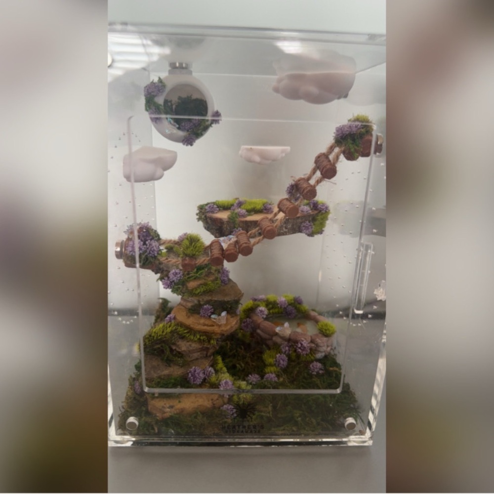 Butterfly Themed Jumping Spider Enclosure